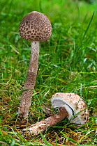 Parasol mushroom (Macrolepiota procera), Surrey, England. October.