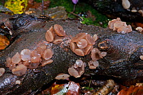 Beech jellydisc fungus (Neobulgaria pura)  Selsdon Wood Nature Reserve, Surrey, England. October.