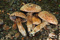 Medusa mushrooms (Agaricus bohusii), Surrey, England. October.