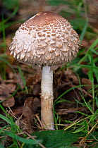 Shaggy parasol mushroom (Macrolepiota procera), Surrey, England. October.