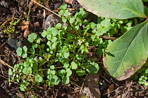 Hairy bittercress (Cardamine hirsuta) weed, beginning to flower in a garden flowerbed, Berkshire, England, UK. February.
