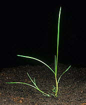 Blackgrass (Alopecurus myosuroides) seedling, arable annual grass weed with a single tiller.