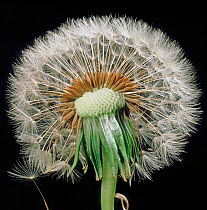 Dandelion (Taraxacum officinale) seed head with some seeds removed to show structure with seeds and pappus.