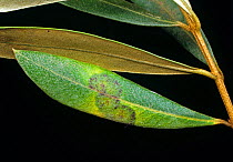 Olive peacock spot (Spilocaea oleaginea), a leaf spot and chlorosis on Olive (Olea sp.) leaves, South Africa.