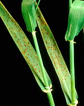 Dark, necrotic spots on Barley (Hordeum vulgare) leaves, a symptom of manganese deficiency, England, UK.