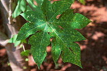 Papaya black spot (Asperisporium caricae) fungal disease on Papaya (Carica papaya) leaf, South Africa.