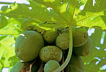 Papaya black spot (Asperisporium caricae) fungal disease on Papaya (Carica papaya) leaf and fruit, South Africa.