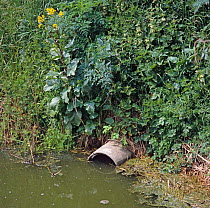 Concrete field drain outlet draining off agricultural land into large drainage dyke on fenland, Cambridgeshire, England, UK.