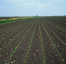 Rows of young seedling Sugar beet (Beta vulgaris) crop at early true leaf stage on flat fenland soil, Cambridgeshire, England, UK.