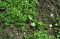 Chickweed (Stellaria media), a prostrate spreading weed, growing among Sugar beet (Beta vulgasris) crop seedlings on fen soil, Cambridgeshire, England, UK.