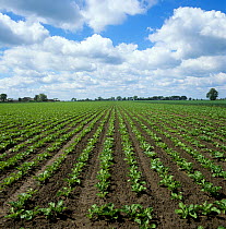 Young sugar beet (Beta vularis) crop growing on large level field, Cambridgeshire, England, UK. June.
