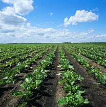 Rows of young Sugar beet (Beta vulgaris) crop growing in fenland soil, Cambridgeshire, England, UK. June.