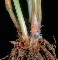 Fusarium foot rot (Fusarium culmorum) mycelium, orange sporodochia and damage to stem base of a mature Wheat (Triticum aestivum) plant.