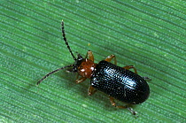 Cereal leaf beetle (Oulema melanopus) crawling along a Wheat (Triticum aestivum) leaf.