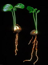 Two polyembryonic Orange (Citrus sinensis) seedlings showing bifurcation, a malformation, with each seed developing two plants.
