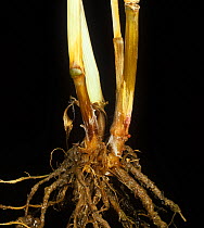 Fusarium footrot (Fusarium culmorum) mycelium, red purple sporodochia and damage to stem base of a mature Wheat (Triticum aestivum) plant.