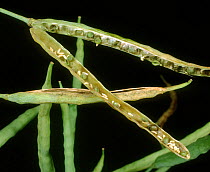 Bladder pod midge (Dasineura brassicae) larvae in damaged Oilseed rape / Canola (Brassica napus) seed pod.