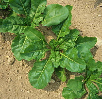Crop of young Sugar beet (Beta vulgaris) plants growing in dry, weed free soil, Worcestershire, England, UK. June.