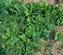 Severe infestation of broad-leaved weeds in young Sugar beet (Beta vulgaris) crop, Shropshire, England, UK. June.