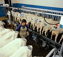 British Saanen (Capra hircus) goats being milked in a milking shed, Berkshire, England, UK.