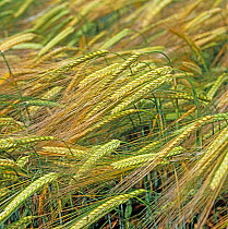 Ears of Two row malting barley (Hordeum vulgare)  in various stages of ripening from green to golden, Berkshire, England, UK. June.