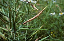 Bladder pod midge (Dasineura brassicae) damage to Oilseed rape / Canola (Brassica napus) seed pods.