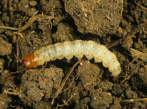 Common swift moth (Korscheltellus lupulina) caterpillar in soil, England, UK.
