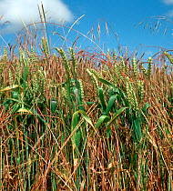Sterile / Barren brome (Bromus sterilis) grass weeds turning red and going to seed in a green Wheat (Triticum aestivum) crop.