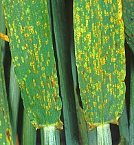 Pustules of Barley brown rust (Puccinia hordei) causing small chlorotic lesions on the underside of barley flag leaves.