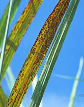 Ring spot (Leptosphaeria sacchari) fungal disease lesions on sugar cane leaf, Thailand, South East Asia.