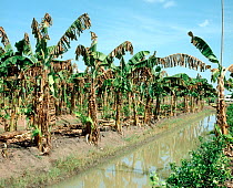 Irrigated Banana (Musa sp.) plantation severely affected and diseased by Yellow sigatoka (Mycosphaerella musicola) disease, Thailand, South East Asia.