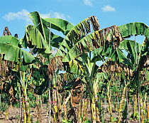 Banana (Musa sp.) plantation severely affected and diseased by Yellow sigatoka (Mycosphaerella musicola) disease, Thailand, South East Asia.