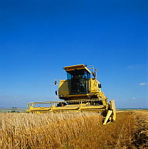 New Holland combine harvest harvesting winter Barley (Hordeum vulgare) crop, Berkshire, UK. July.
