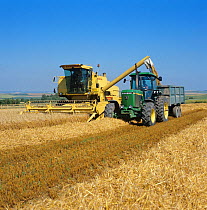 New Holland combine harvest harvesting winter Barley (Hordeum vulgare) crop and discharging grain to a trailer, Berkshire, UK. July.