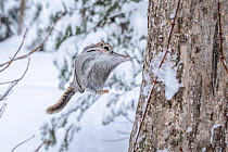 Japanese dwarf flying squirrel (Pteromys volans orii) in the split second before landing on a tree after gliding in snowy forest. Hokkaido, Japan. February. The Sakhalin fir trees in the background a...