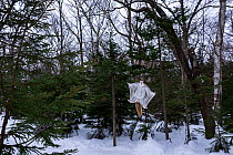 Japanese dwarf flying squirrel (Pteromys volans orii) gliding towards its nest in snowy forest. Hokkaido, Japan.February. This image shows the squirrel on its final approach to the nest. The squirrel...
