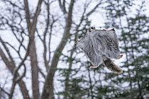 Japanese dwarf flying squirrel (Pteromys volans orii) gliding through forest canopy during light snowfall. Hokkaido, Japan. February.