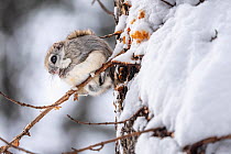 Japanese dwarf flying squirrel (Pteromys volans orii) perched on a small branch, just after a major snowstorm. Hokkaido, Japan. February.