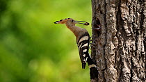 Hoopoe (Upupa epops) taking food to  chick in tree hollow nest then flying away with it, Tiszaalpar, Hungary, July .