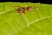 Ant (Formicidae) infected with Cordyceps fungus, Cayo District, Belize.