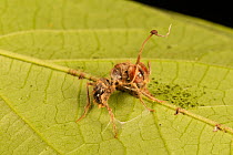Ant (Formicidae) infected with Cordyceps fungus, Cayo District, Belize.
