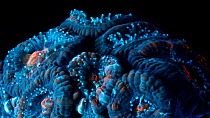 Starry cup coral (Acanthastrea echinata) timelapse expanding under UV light. Filmed in studio.
