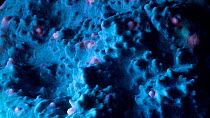 Chalice coral (Pectinia) timelapse of movement under UV light. Filmed in studio.