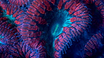 Brain coral (Favia) timelapse of movement under UV light. Filmed in studio.