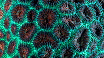 Brain coral (Goniastrea) timelapse of movement under UV light. Filmed in studio.