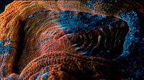 Scoly coral (Scolymia) feeding under UV light, Corwall, UK. Filmed in studio.