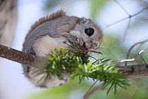 Female Siberian flying squirrel (Pteromys volansorii), having emerged to defecate snacking on Sakhalin fir tree (Abies sachalinensis) needles. Hokkaido, Japan. March.