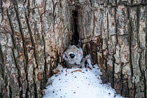 Siberian flying squirrel (Pteromys volans orii) emerging from hideaway at base of tree after digging itself out after accumulated snowfall. Hokkaido, Japan. March.