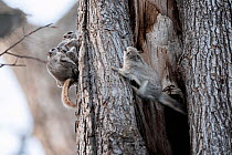 Female Siberian flying squirrel (Pteromys volans orii) copulating with another male. Primary male rushing to confront interloper. Hokkaido, Japan. March.