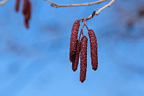 Male catkins of East Asian alder tree (Alnus japonica), highly prized food among Siberian flying squirrel (Pteromys volans orii). Hokkaido, Japan. March.